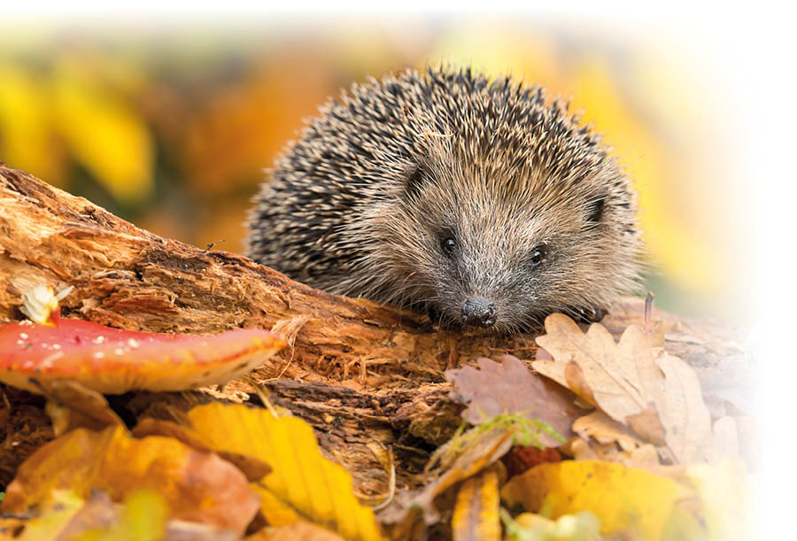 Hedgehog (Scientific name: Erinaceus Europaeus) Wild, native, European hedgehog foraging on a log in colourful Autumn leaves, facing forward. Horizontal.  Space for copy.