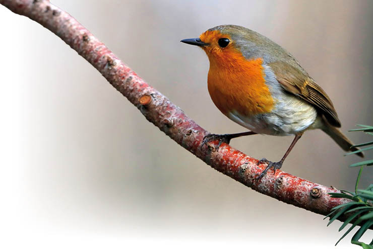 Rotkehlchen sitzt auf einem Ast neben gr nen Nadeln
