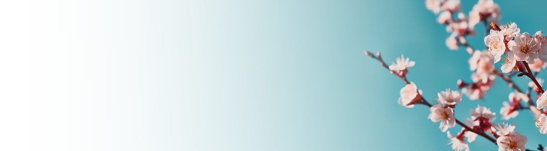 Panoramic shot of flowering apricot branches on a blue background with copy space: spring time concept.