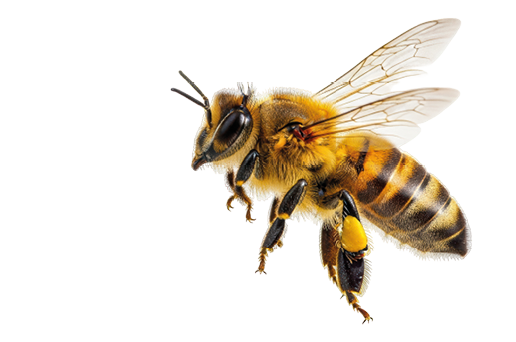 Isolated Western honey bee in flight, Apis mellifera insect on airy transparent wings