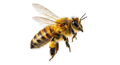 Isolated Western honey bee in flight, Apis mellifera insect on airy transparent wings